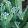 mahool dost cactus