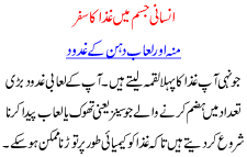 Insani Jism May Ghaza Ka Safar