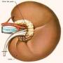 Kidneys Transplant without anti reaction drugs