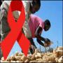  Damaged corn linked to HIV Spread in Africa