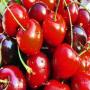 Cherry cancer r zyabits k khilaaf mufeed