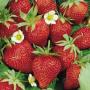 Benefits of Strawberry fruit in urdu