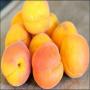 Eat Apricot and keep yourself  healthy
