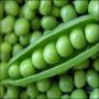 Use Of Pea Can Safe Stomach Canser EXPERTS