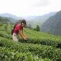 Tea a recipee to protect against paralysis in urdu