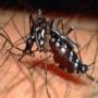 Dengue fever returning back this year in Lahore Karachi Peshawer all over Pakist