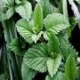 Amazing Medical Characteristics of Mint it is an amazing characteristic HURB