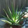 Aloe Vera tree and Beauty of skin